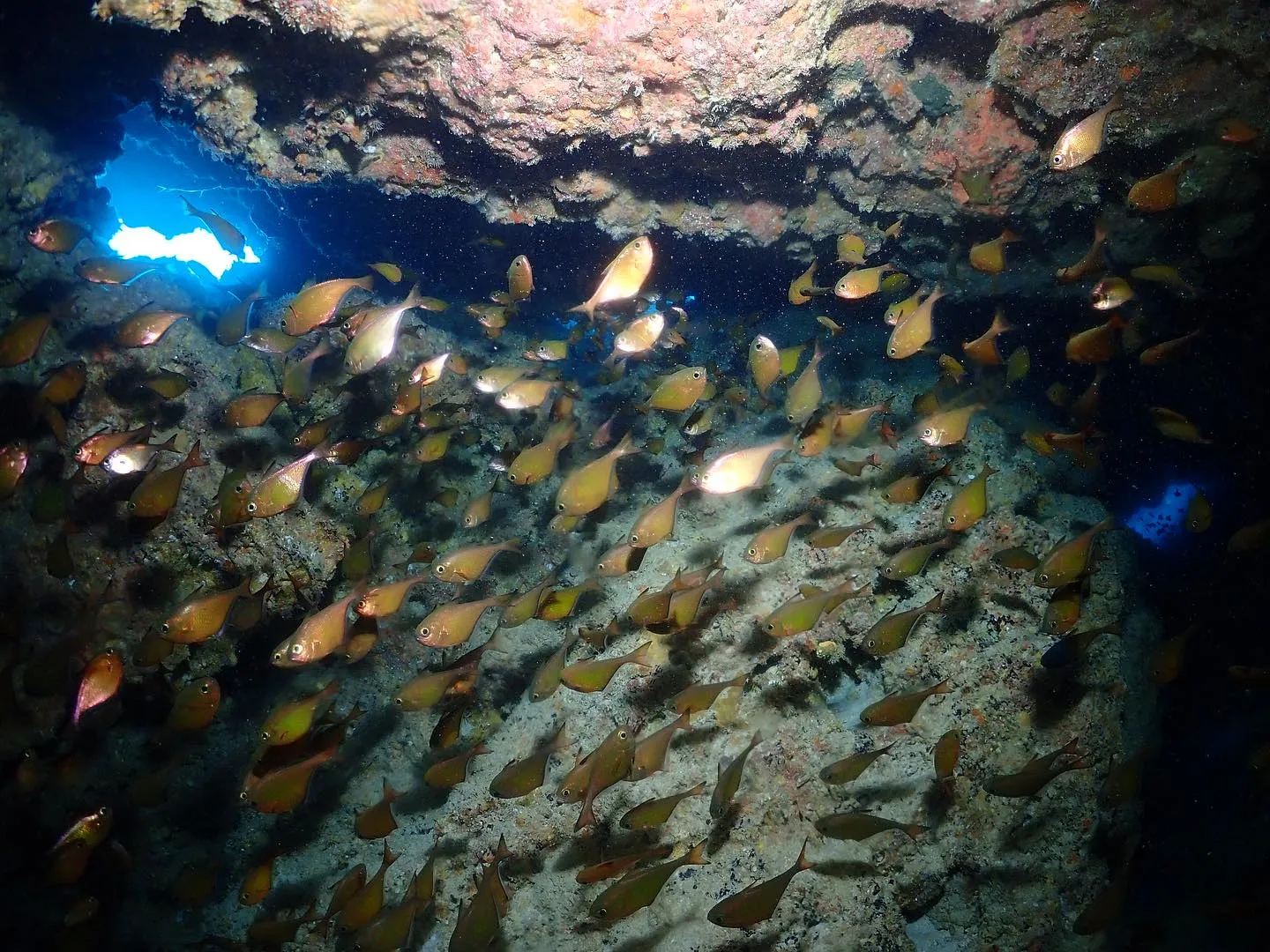 11月5日チービシダイビング🤿