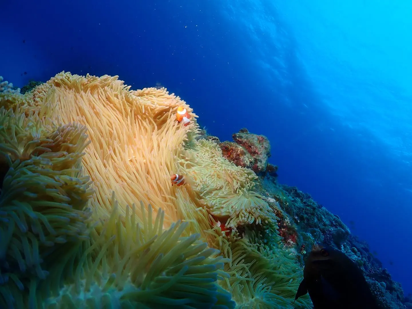 11月5日チービシダイビング🤿