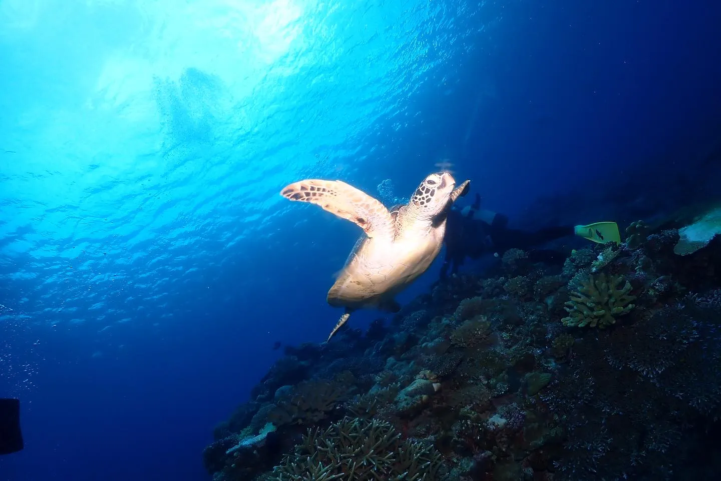 12月1日慶良間ダイビング🤿