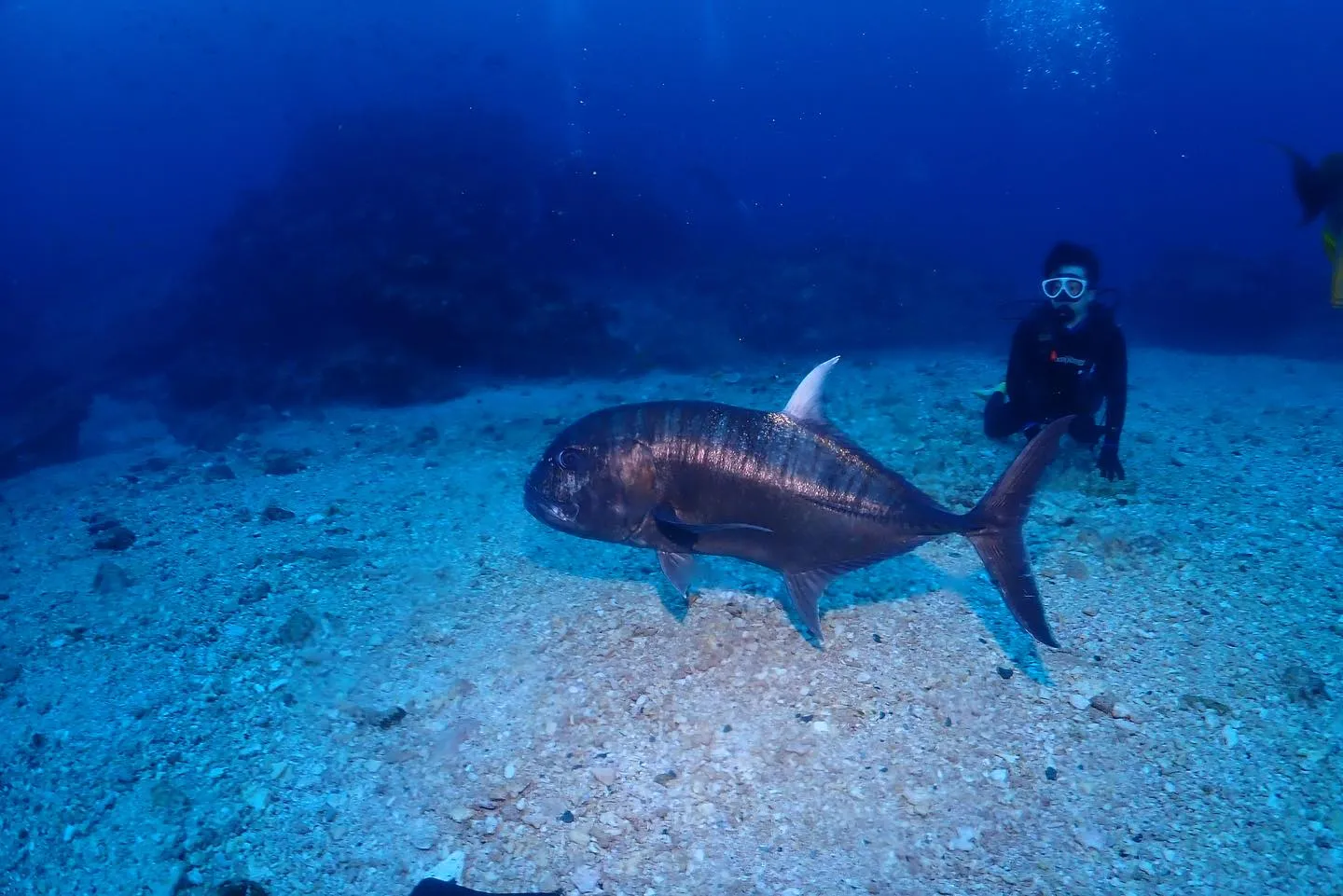 12月1日慶良間ダイビング🤿