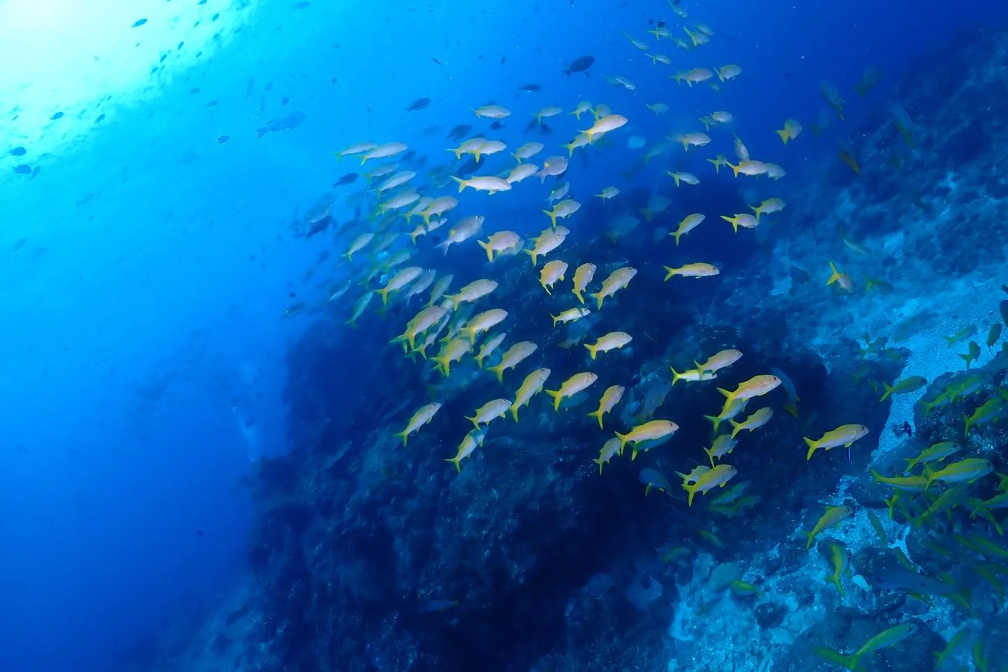 12月1日慶良間ダイビング🤿