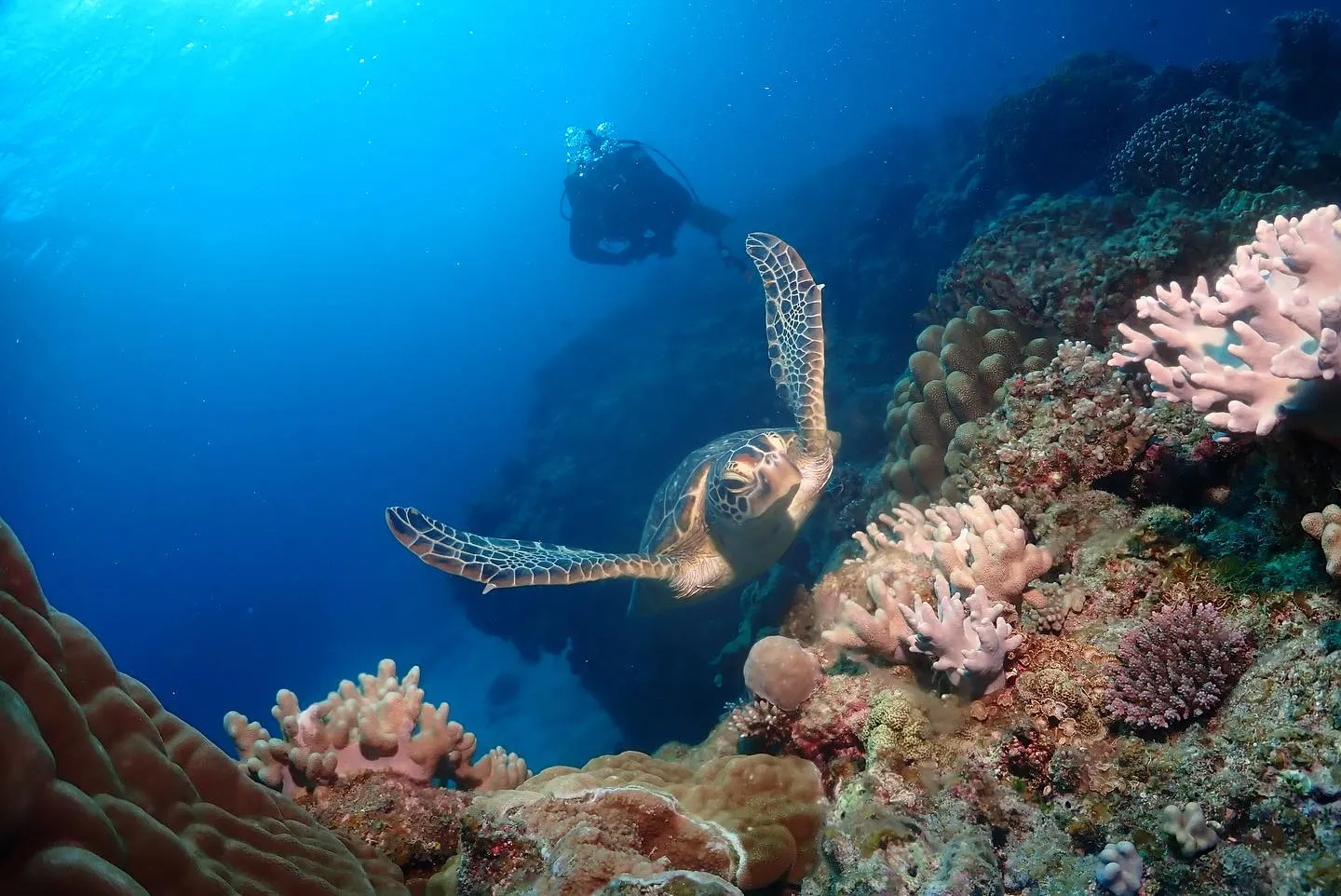 12月15日チービシダイビング🤿