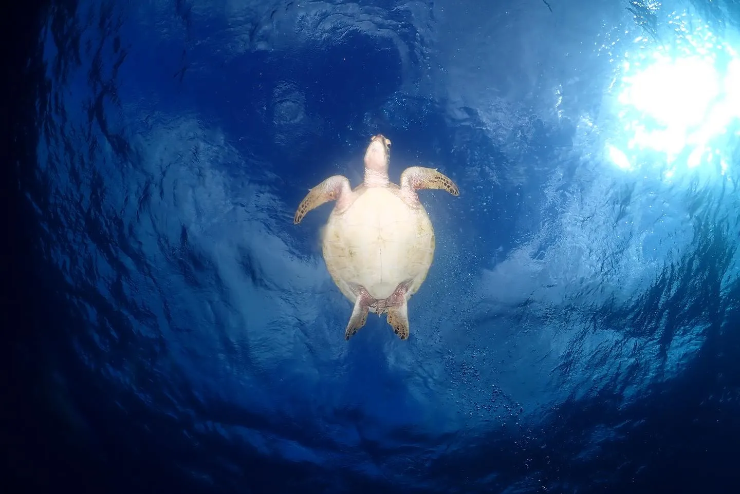 12月15日チービシダイビング🤿