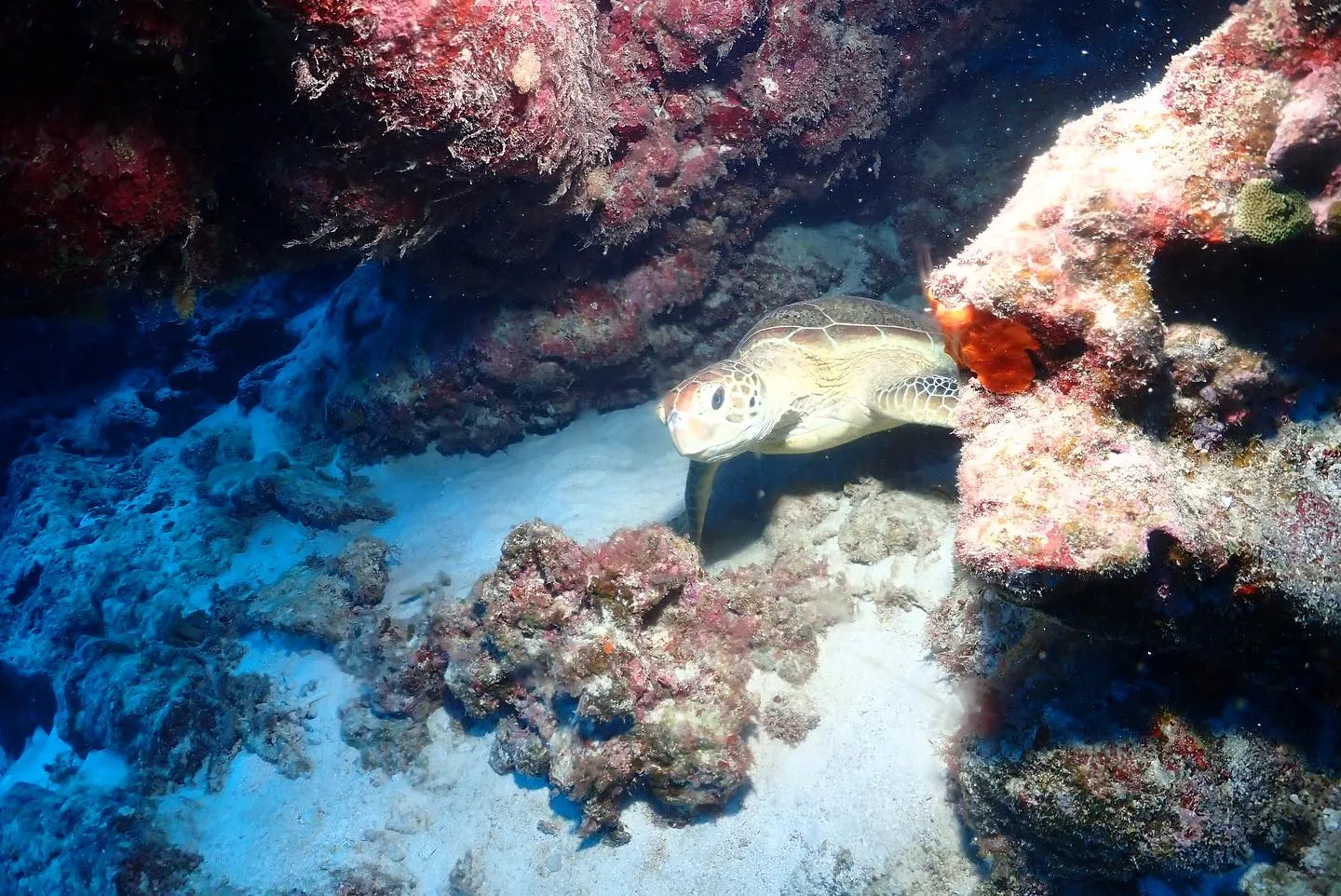 12月15日チービシダイビング🤿