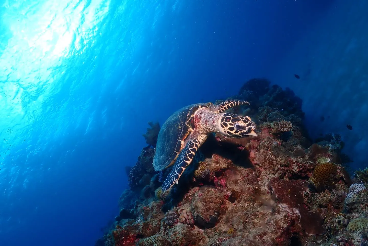 12月15日チービシダイビング🤿