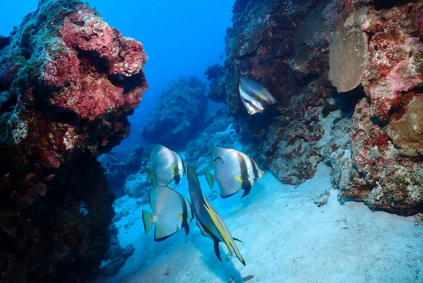12月15日チービシダイビング🤿