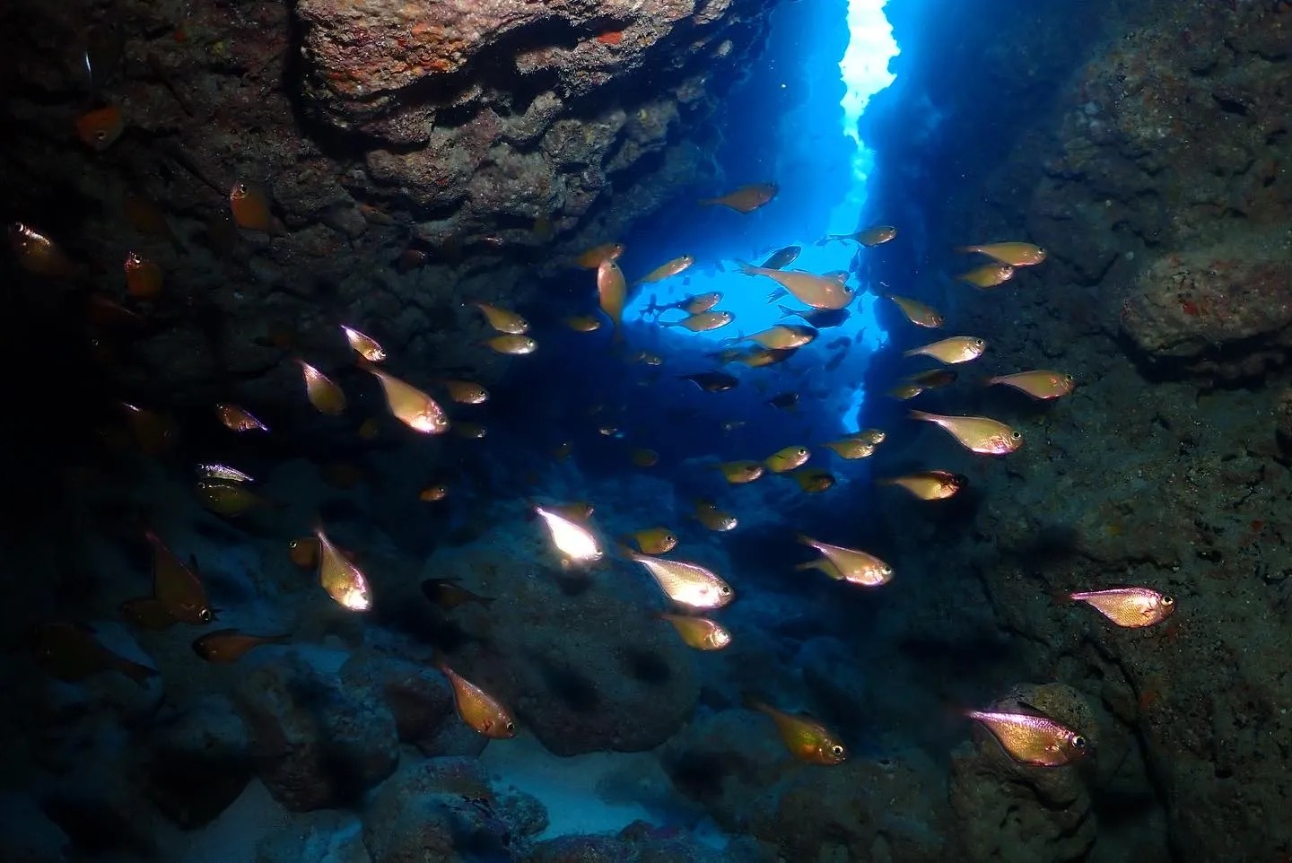 12月15日チービシダイビング🤿