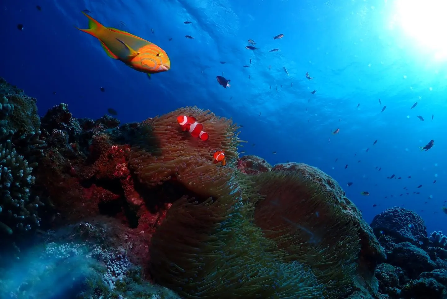 12月15日チービシダイビング🤿