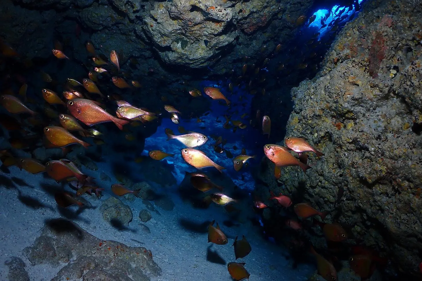 12月16日チービシダイビング🤿