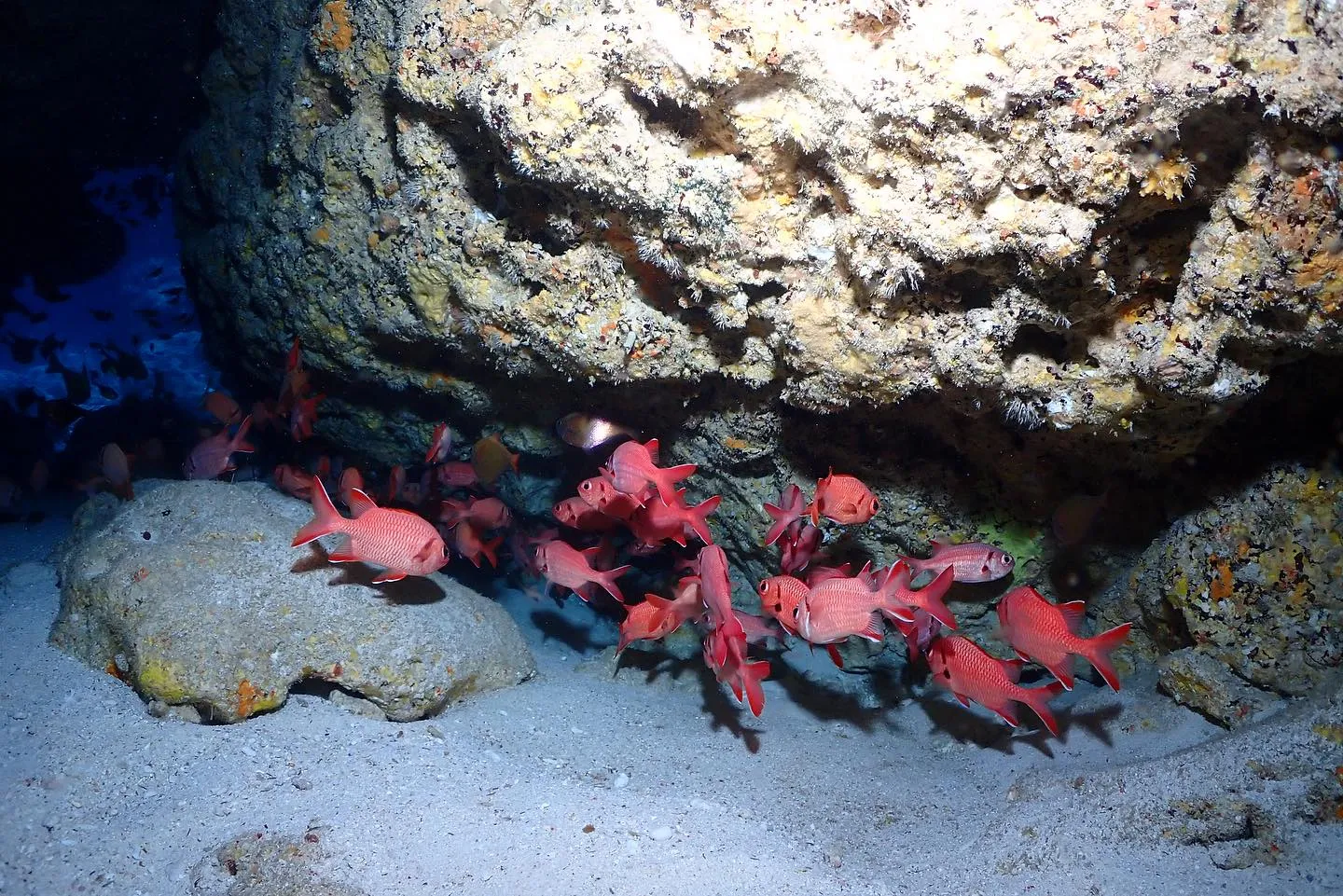 12月16日チービシダイビング🤿