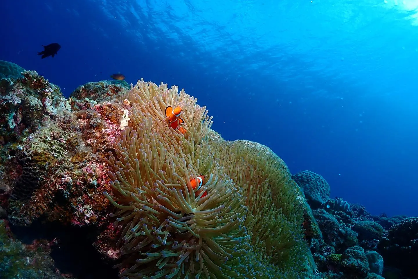 12月16日チービシダイビング🤿