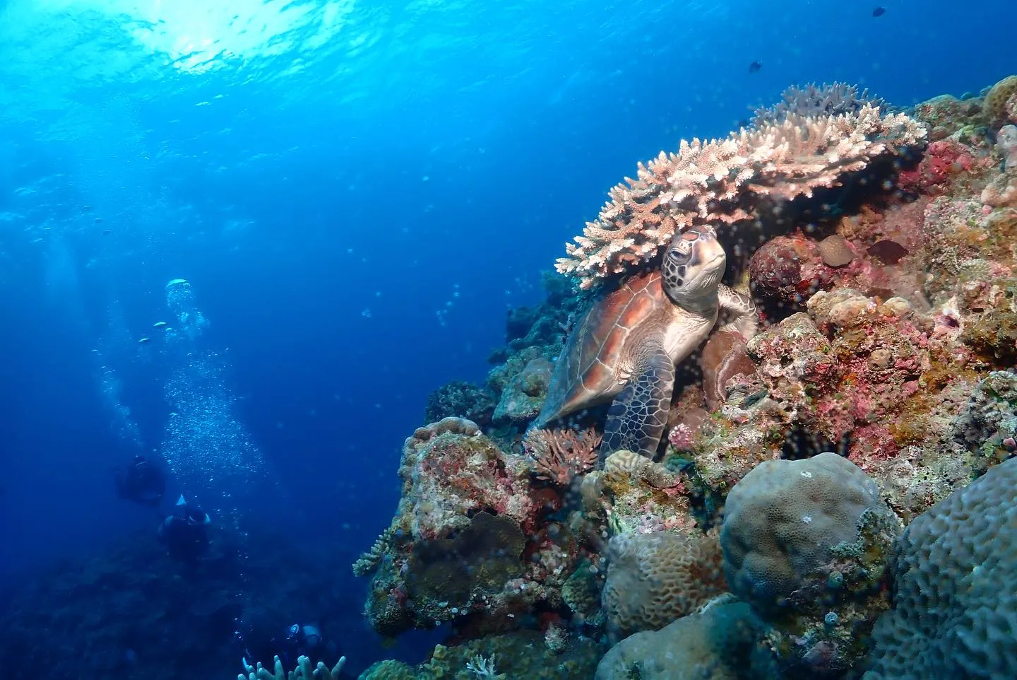12月31日チービシダイビング🤿