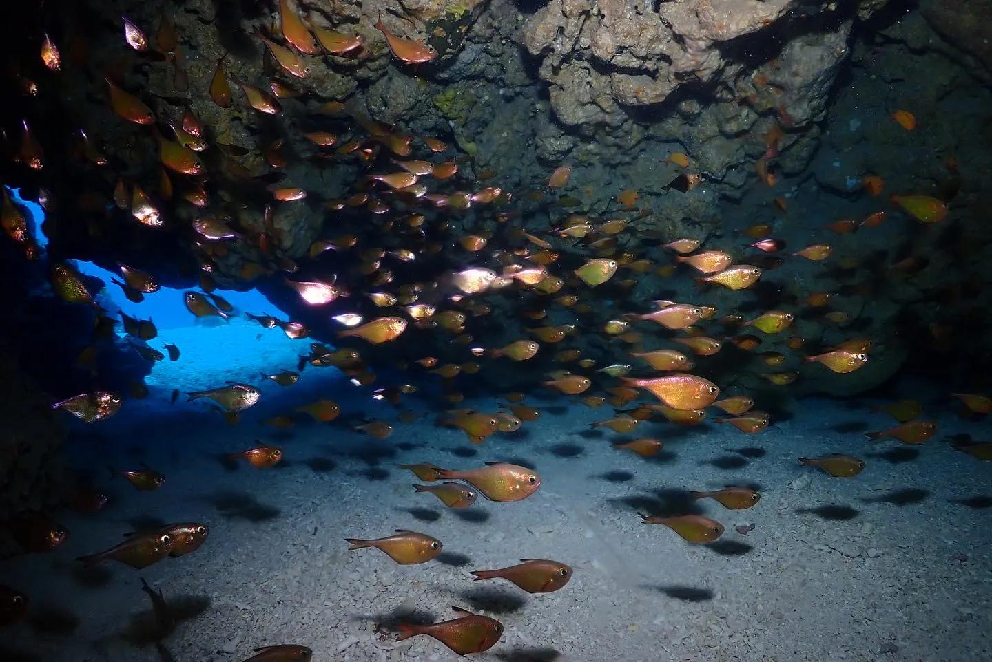 12月31日チービシダイビング🤿