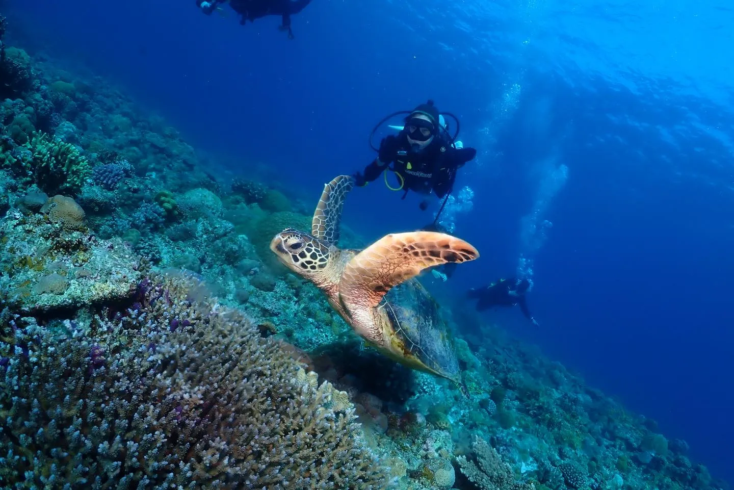 1月24日チービシダイビング🤿