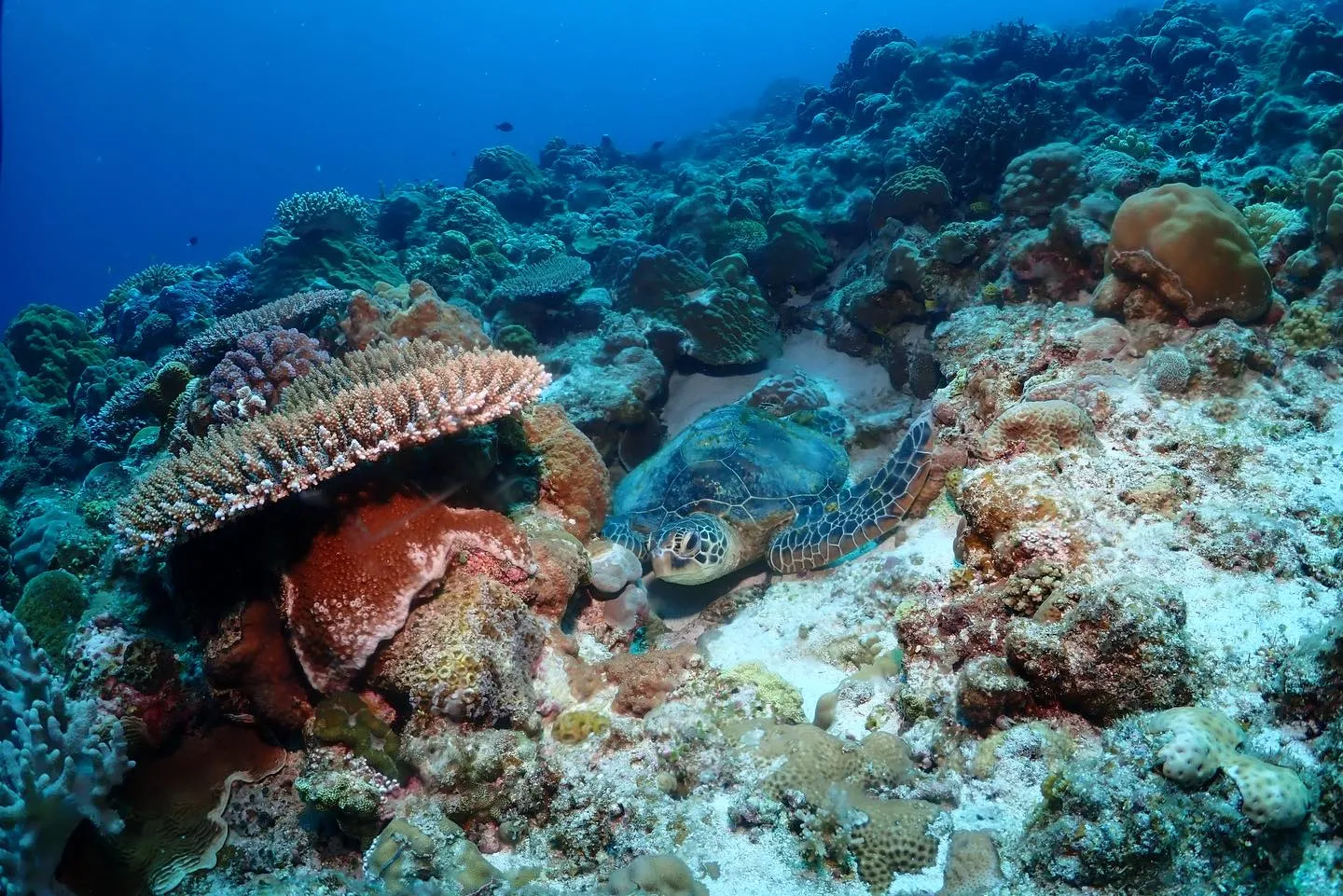 1月24日チービシダイビング🤿