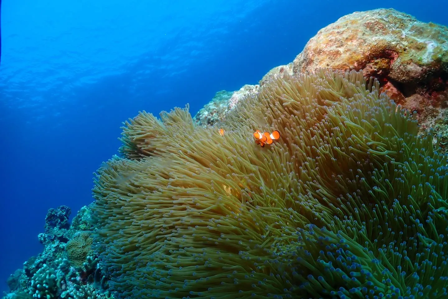 1月24日チービシダイビング🤿