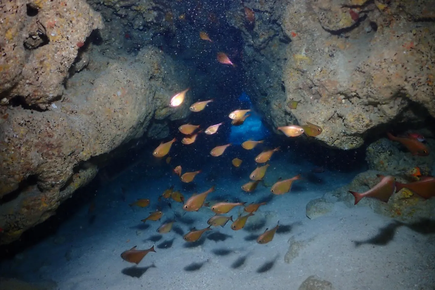 1月24日チービシダイビング🤿