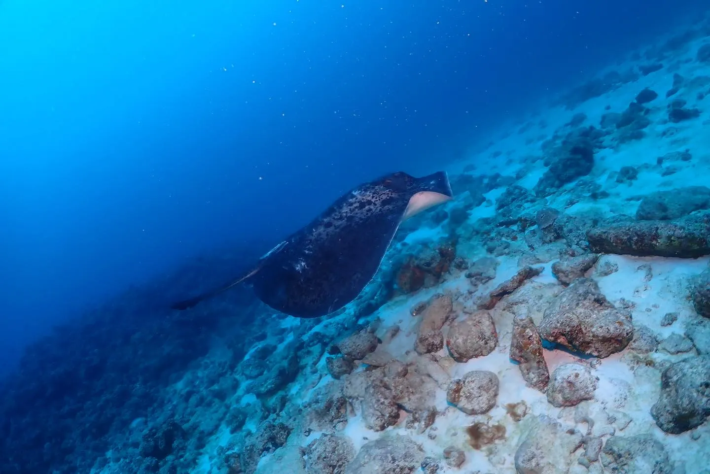 1月26日慶良間・チービシダイビング🤿