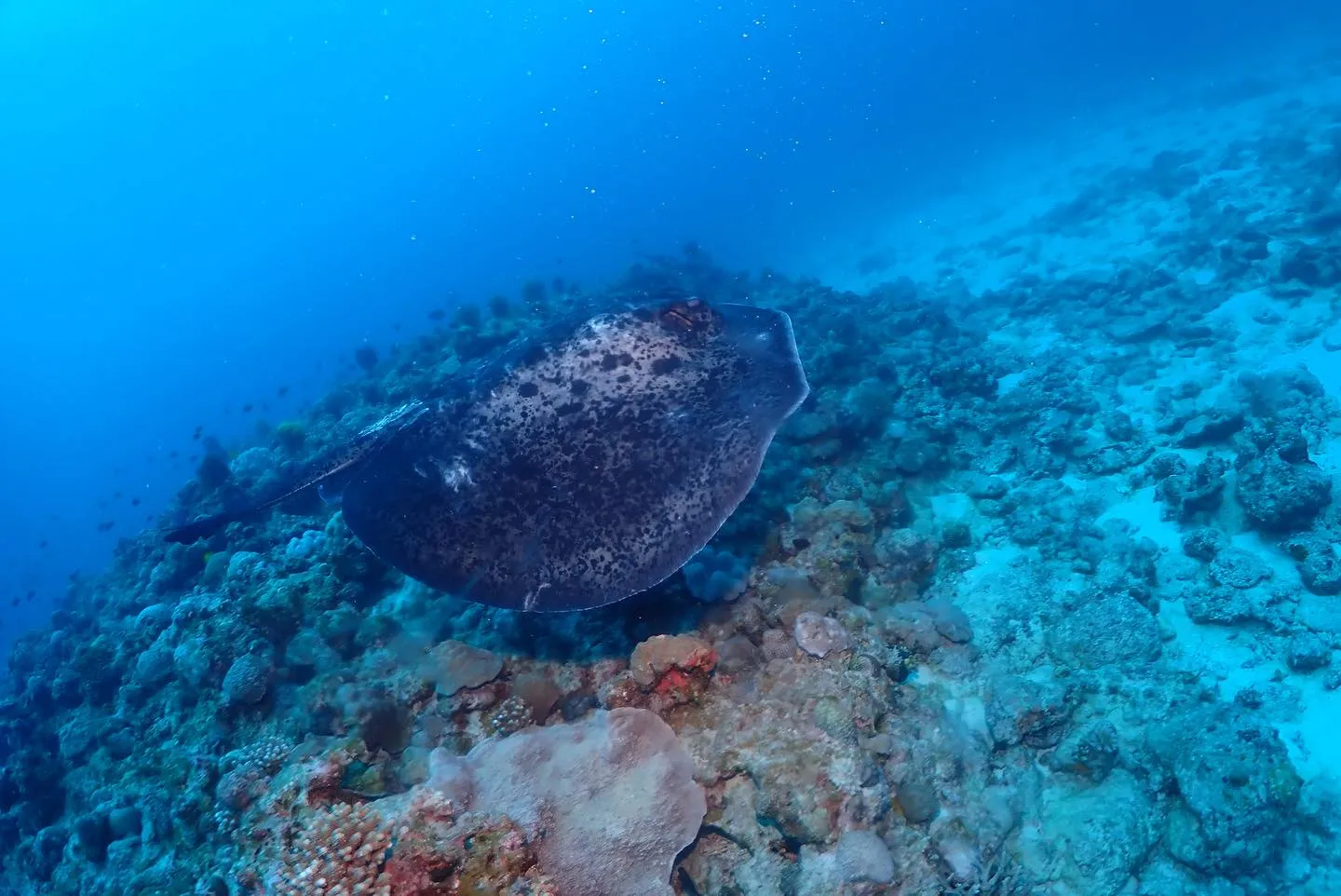 1月26日慶良間・チービシダイビング🤿