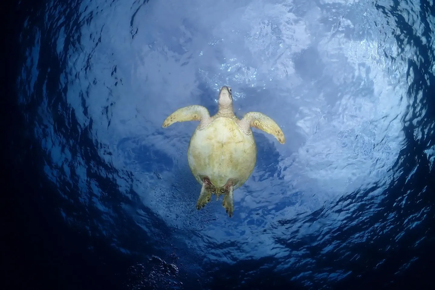 1月26日慶良間・チービシダイビング🤿
