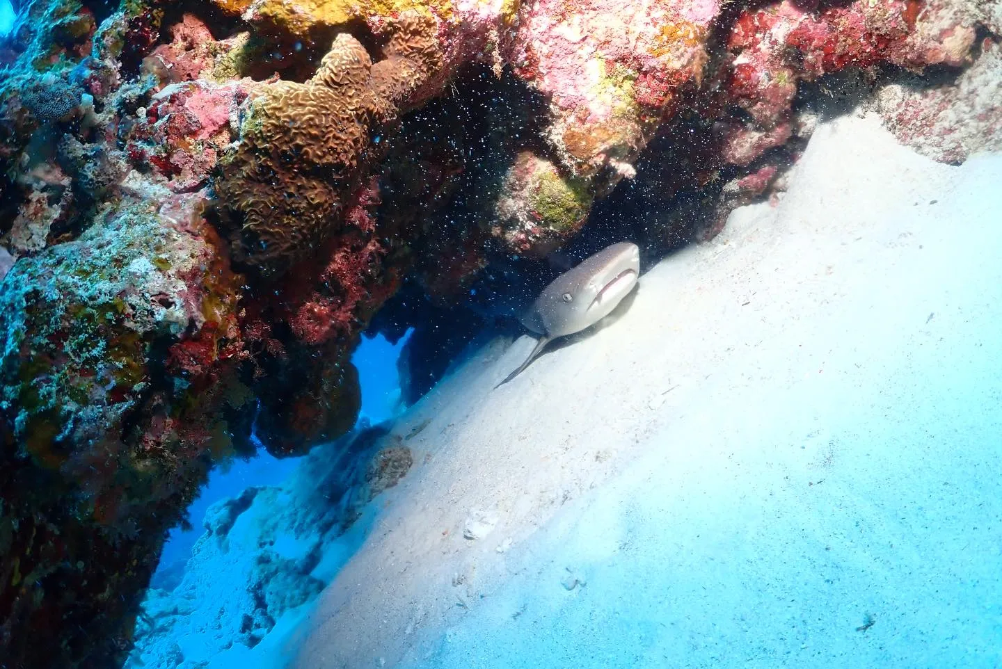 1月26日慶良間・チービシダイビング🤿