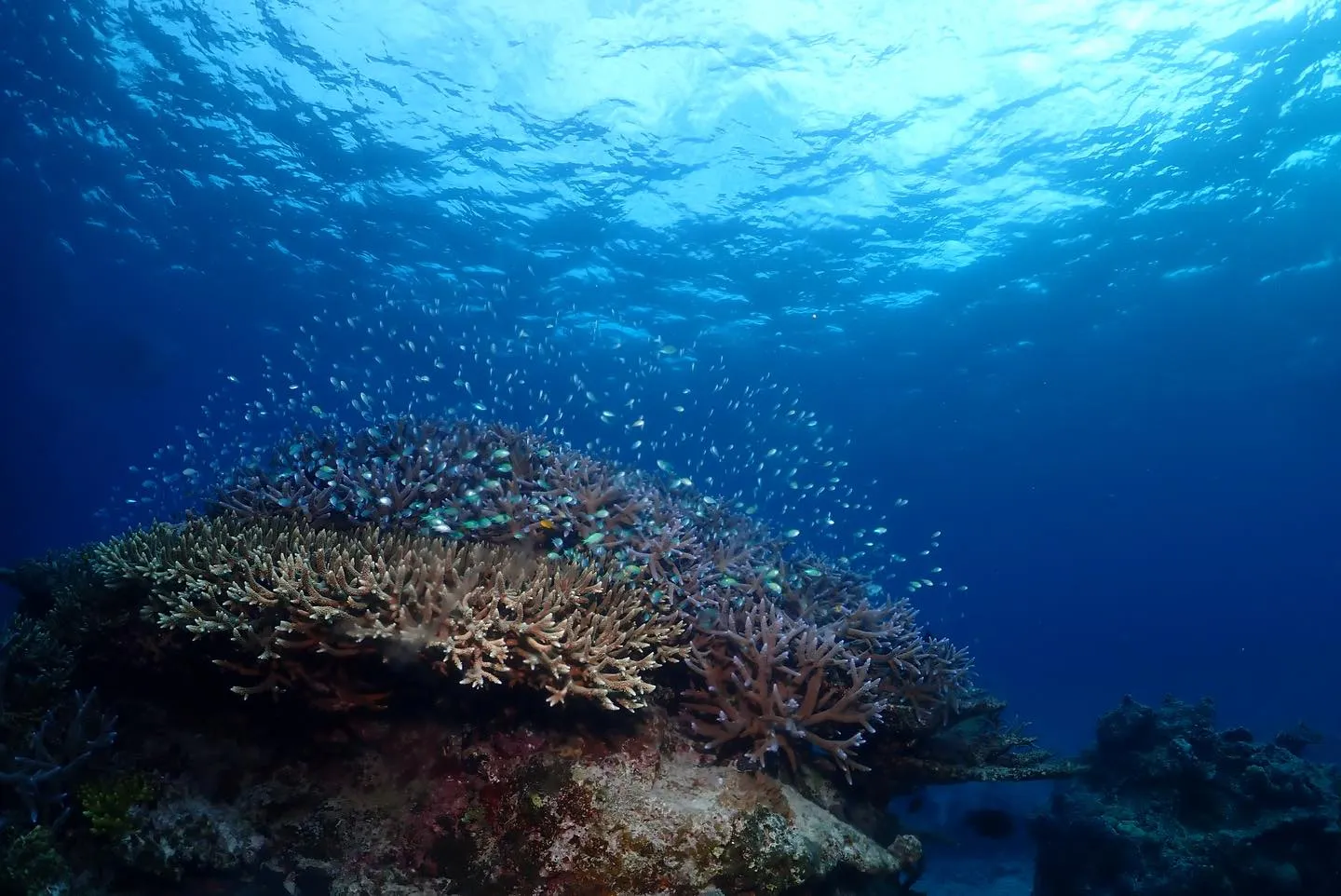 1月26日慶良間・チービシダイビング🤿