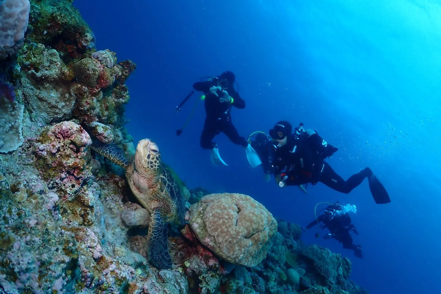 1月28日チービシダイビング🤿