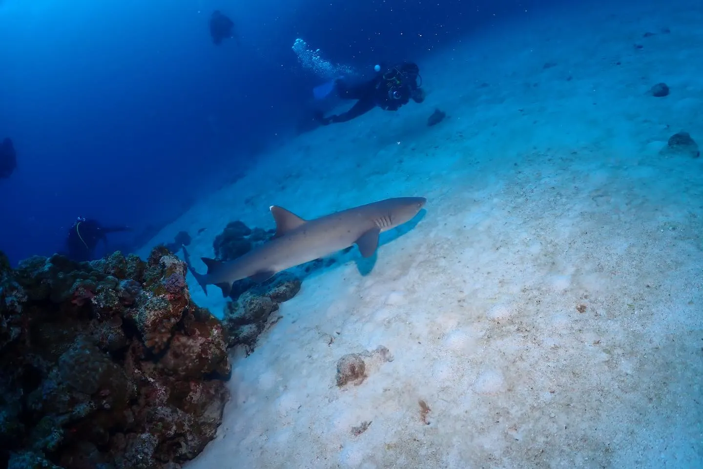 1月28日チービシダイビング🤿