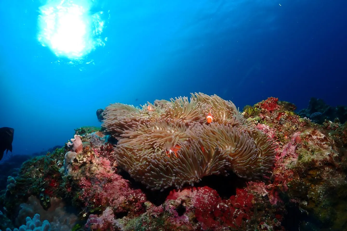 1月28日チービシダイビング🤿