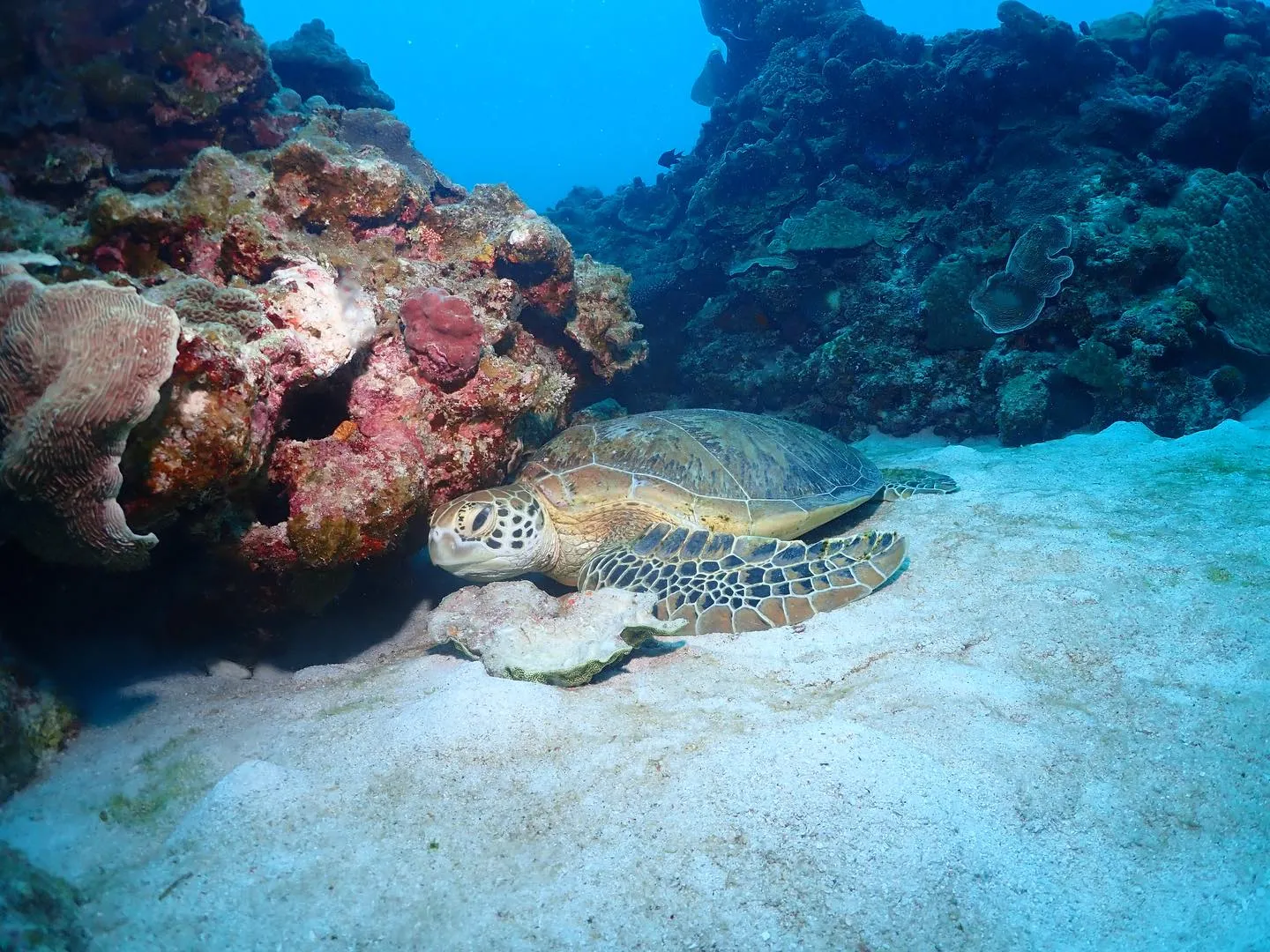 2月7日チービシダイビング🤿