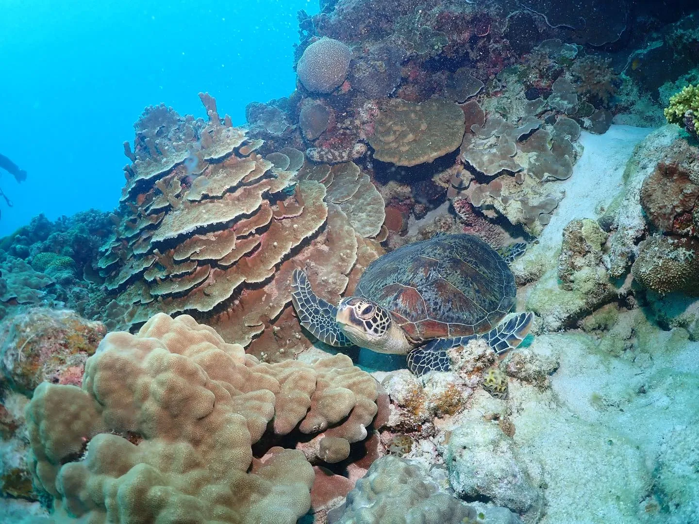 2月7日チービシダイビング🤿