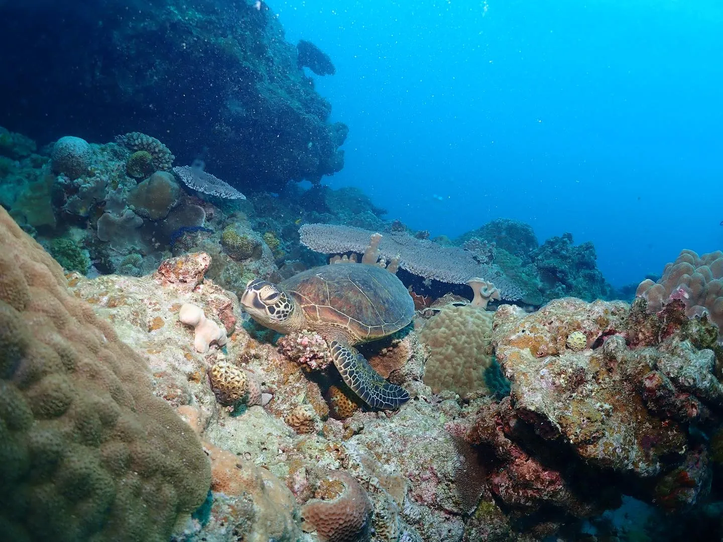 2月7日チービシダイビング🤿