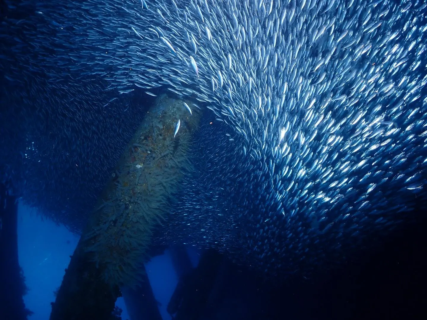 2月8日本部ビーチダイビング🤿