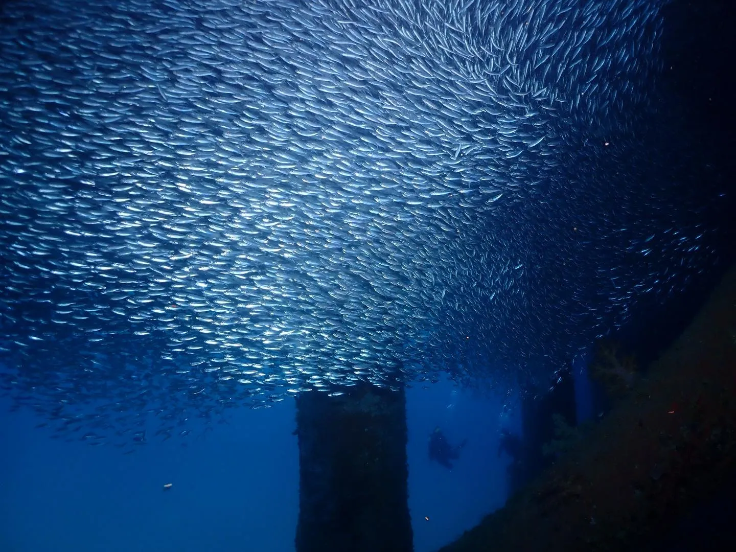 2月8日本部ビーチダイビング🤿