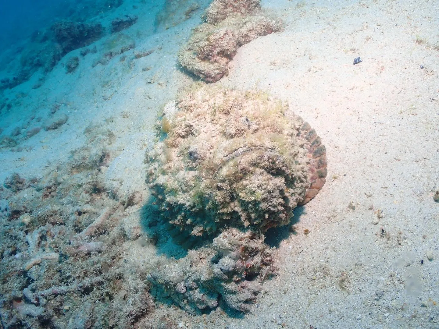 2月8日本部ビーチダイビング🤿