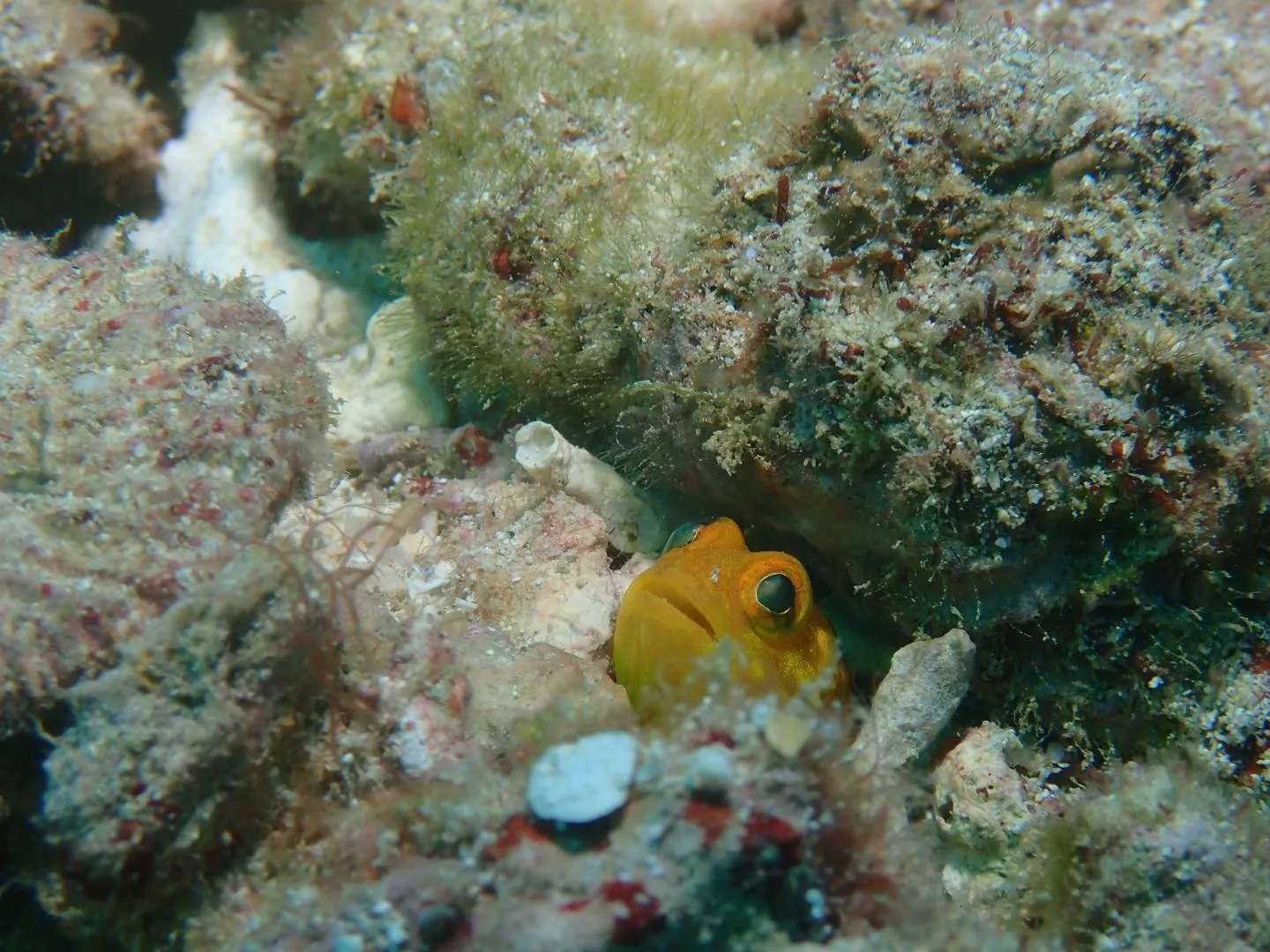 2月8日本部ビーチダイビング🤿