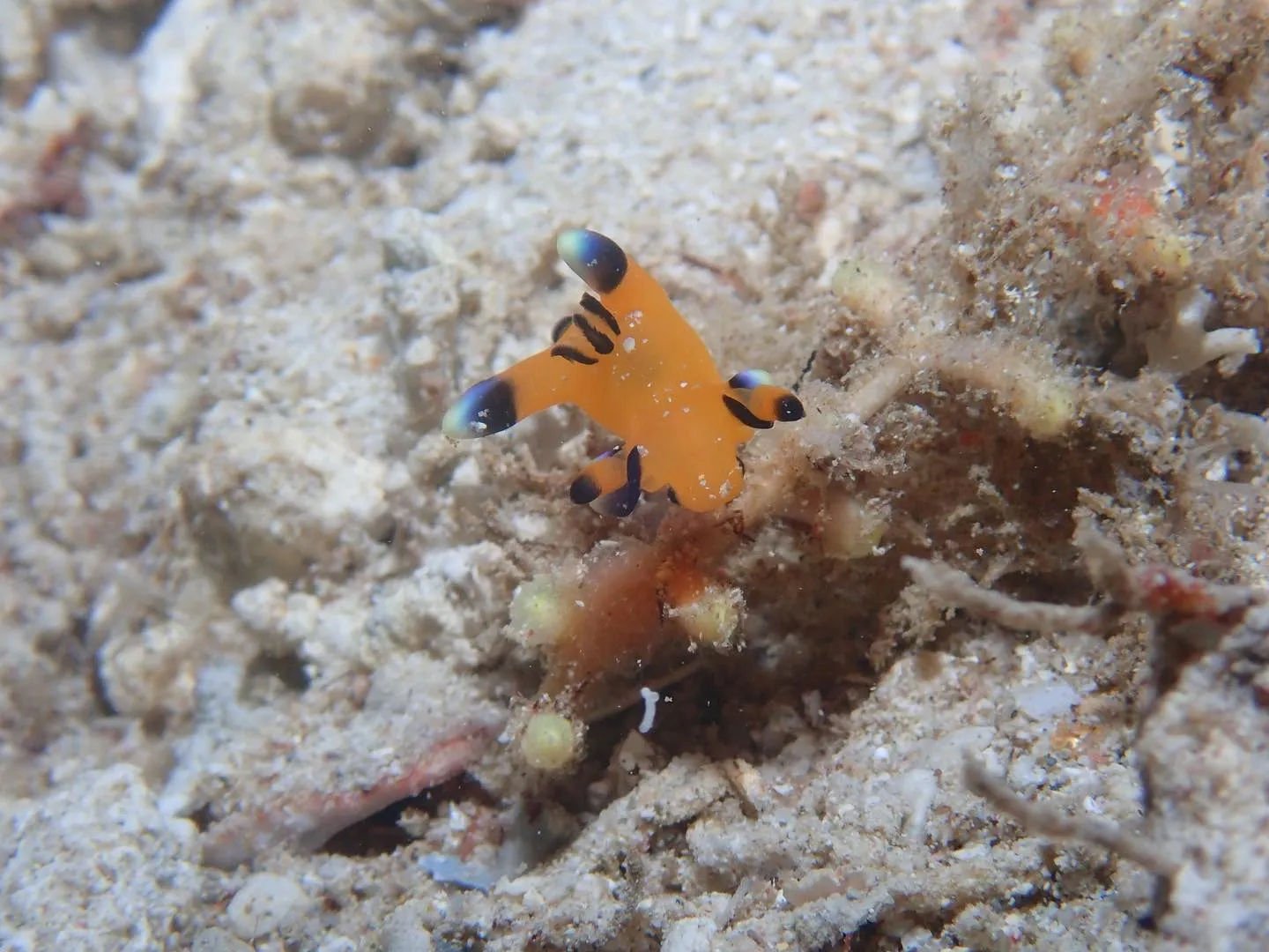 2月8日本部ビーチダイビング🤿