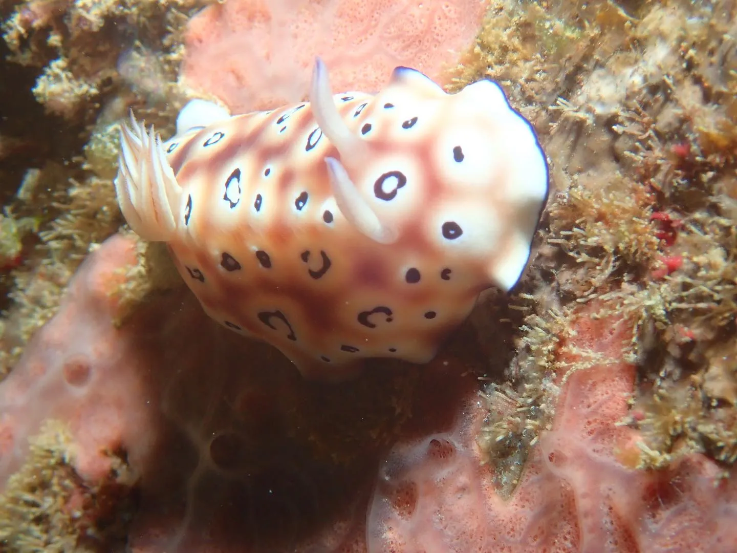 2月8日本部ビーチダイビング🤿