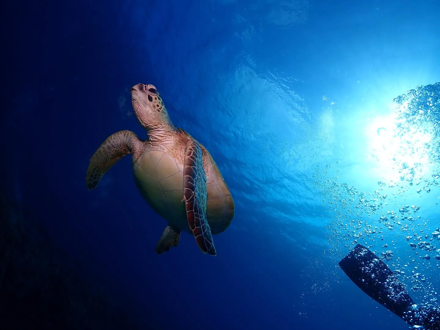 2月12日慶良間ダイビング🤿