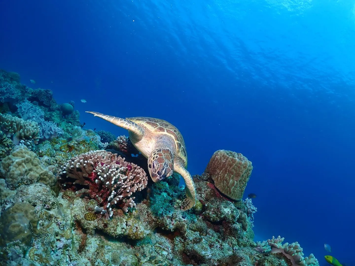 2月12日慶良間ダイビング🤿