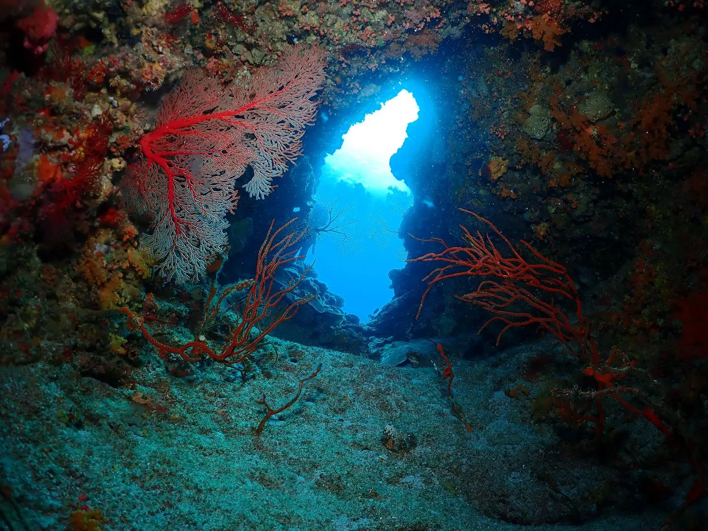 2月12日慶良間ダイビング🤿