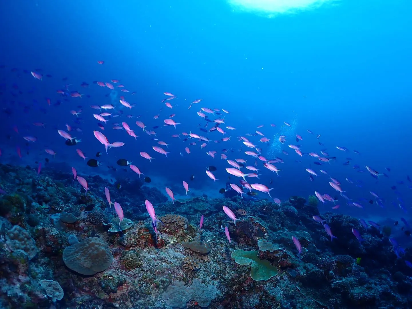 2月12日慶良間ダイビング🤿