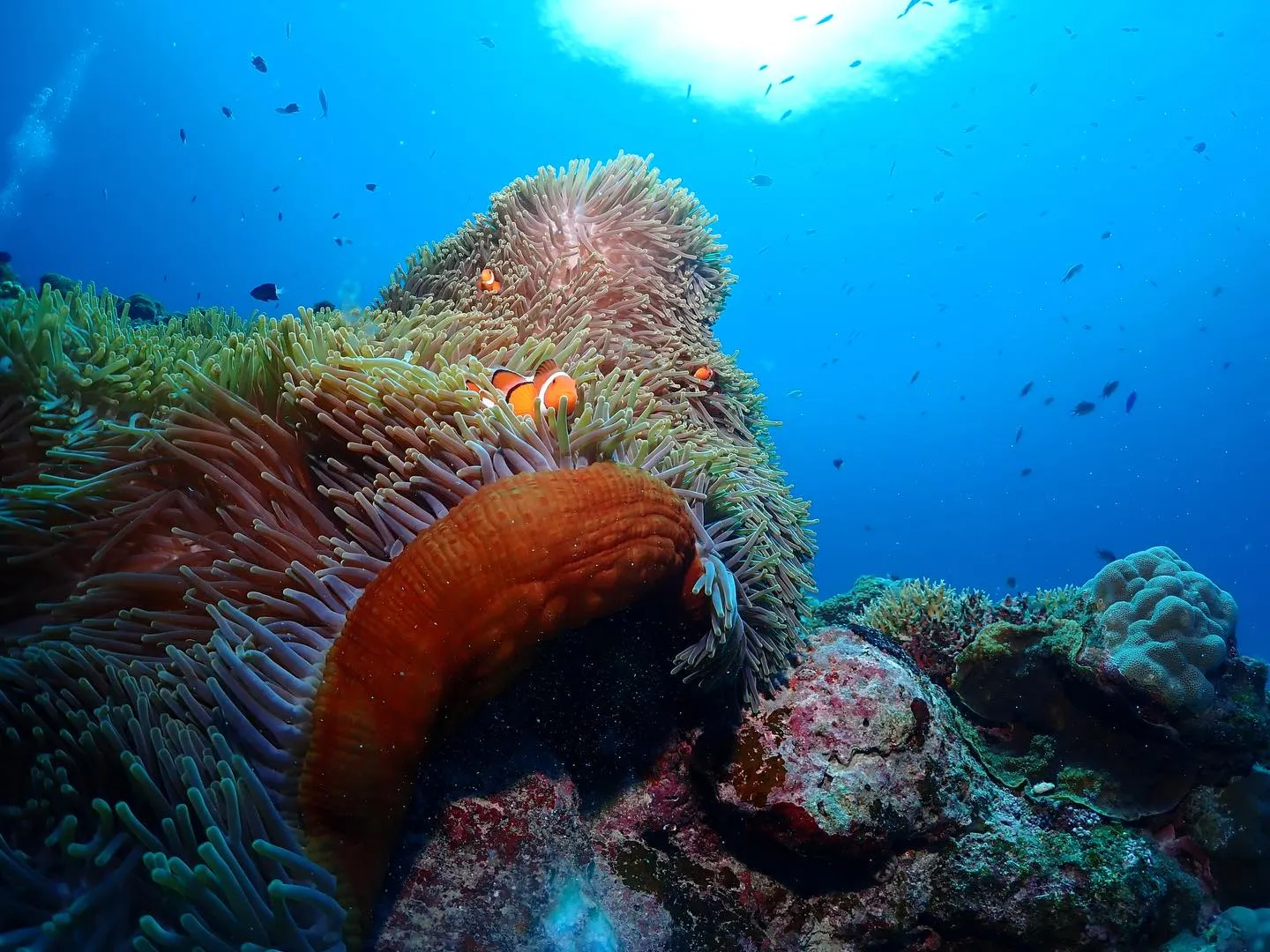 2月12日慶良間ダイビング🤿
