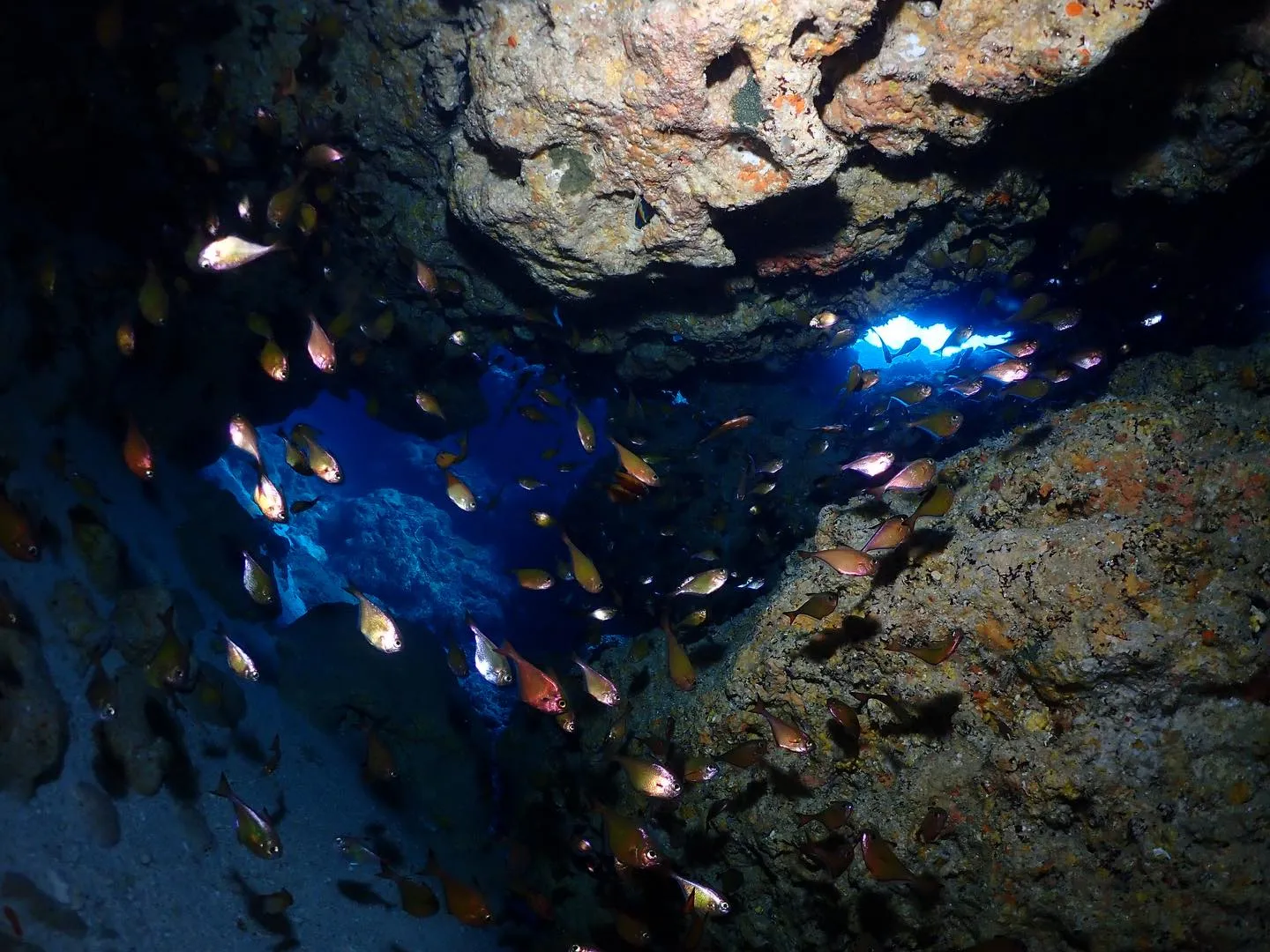 2月12日慶良間ダイビング🤿