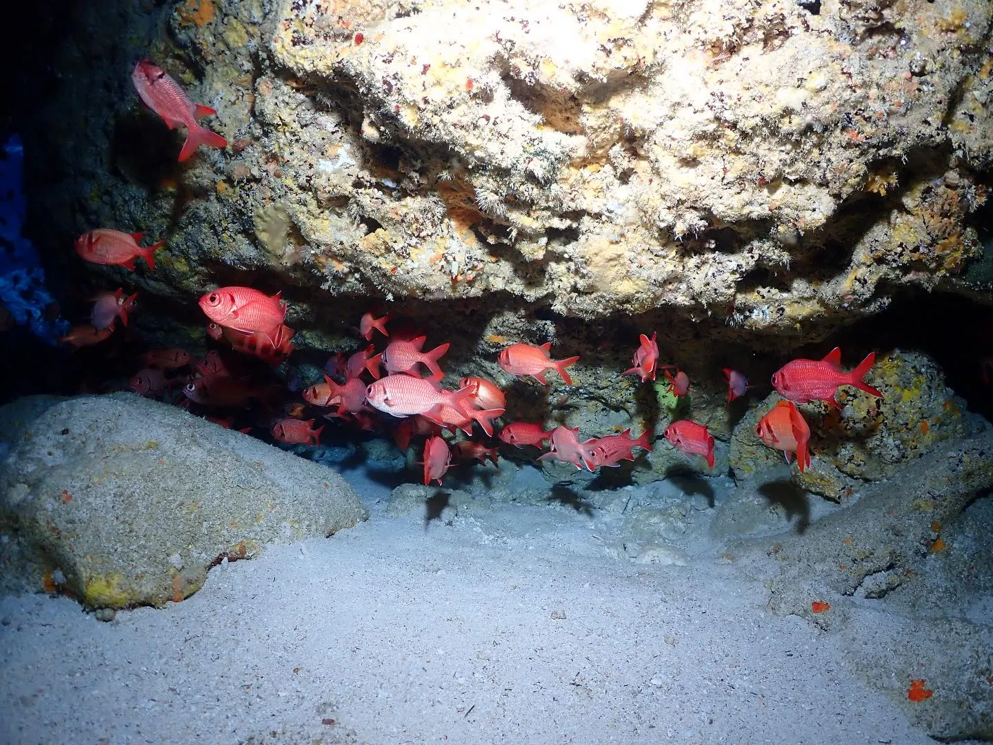 2月12日慶良間ダイビング🤿