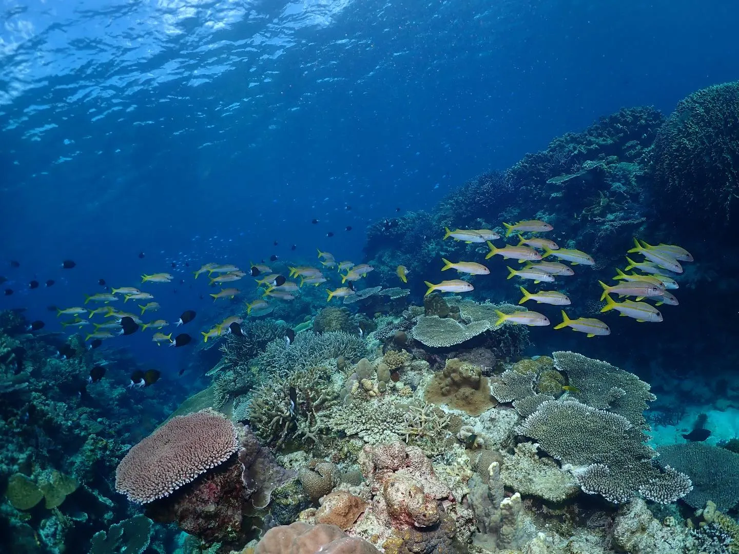 2月12日慶良間ダイビング🤿