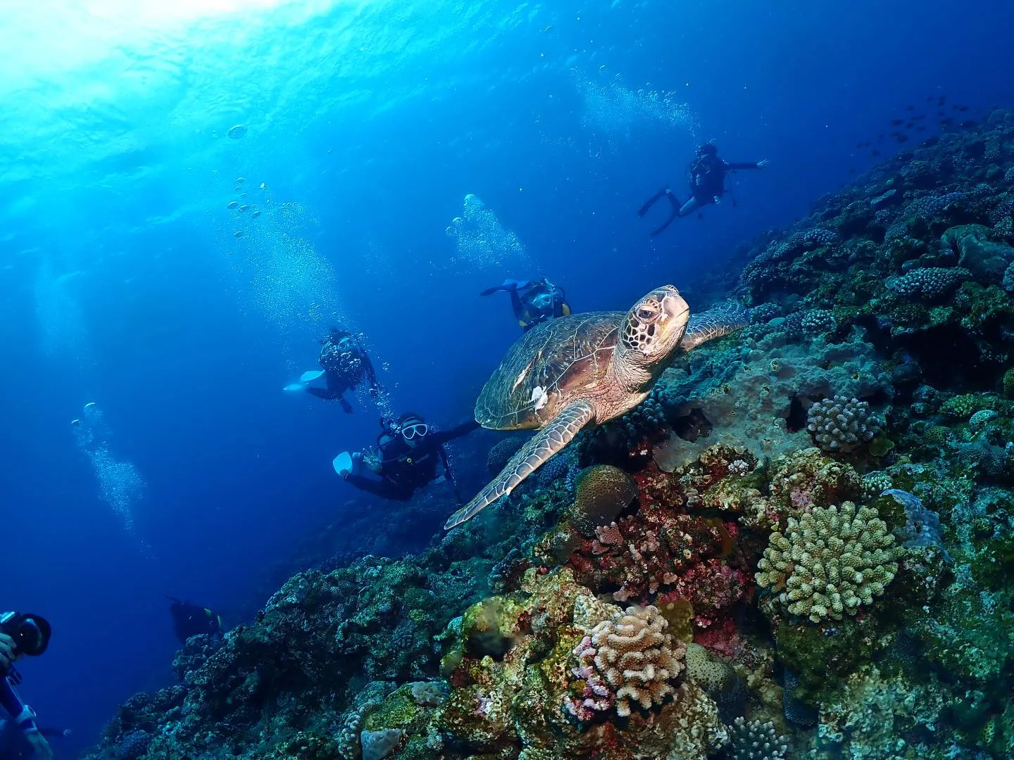 2月27日チービシダイビング🤿