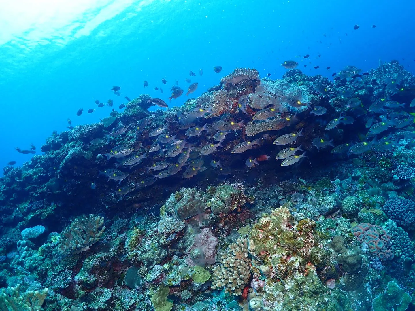 2月27日チービシダイビング🤿