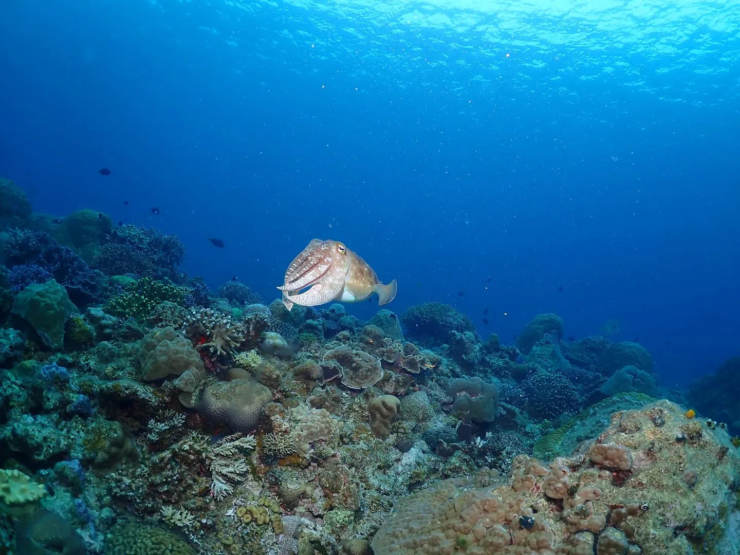 3月20日慶良間、チービシダイビング🤿