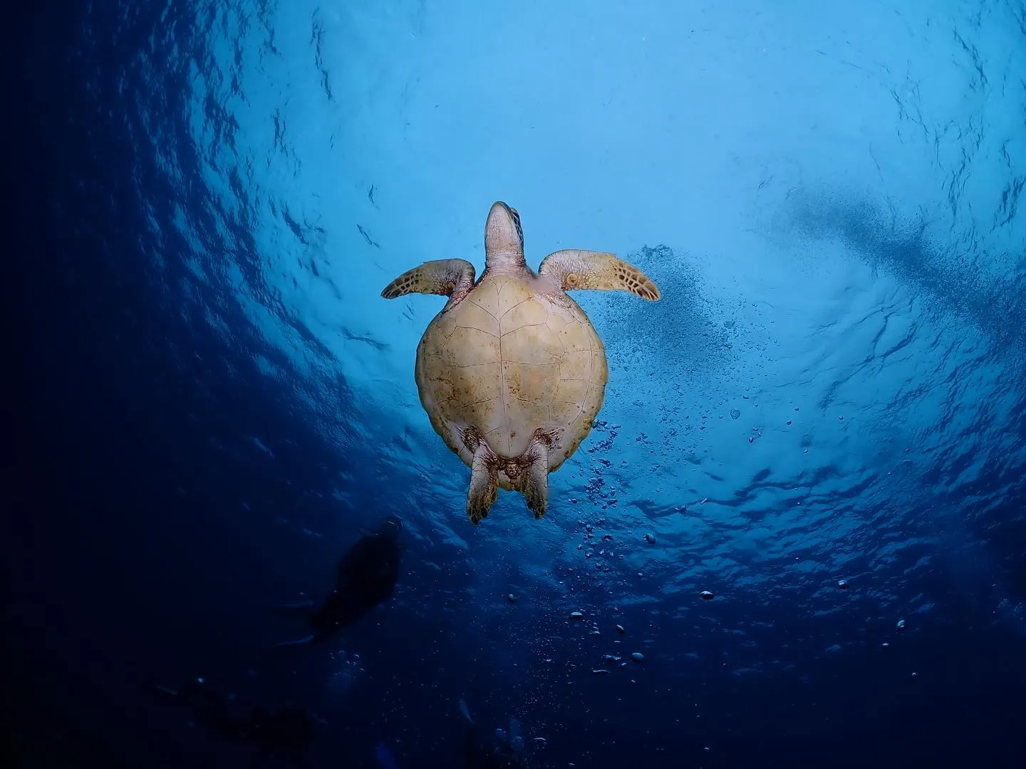 3月20日慶良間、チービシダイビング🤿